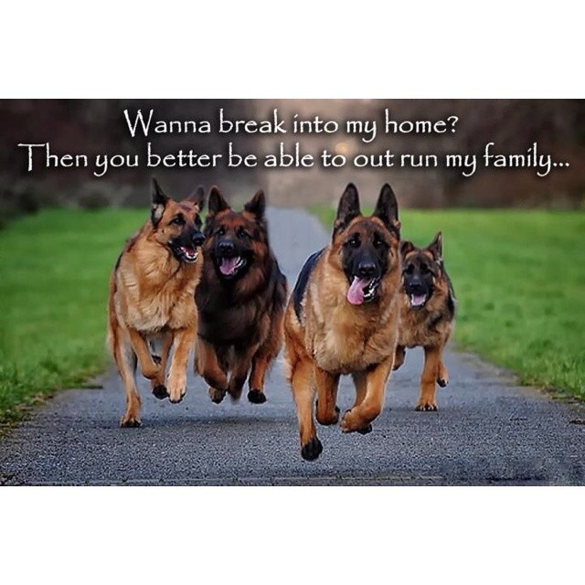 German Shepherd refrigerator magnet  4 x 5"
