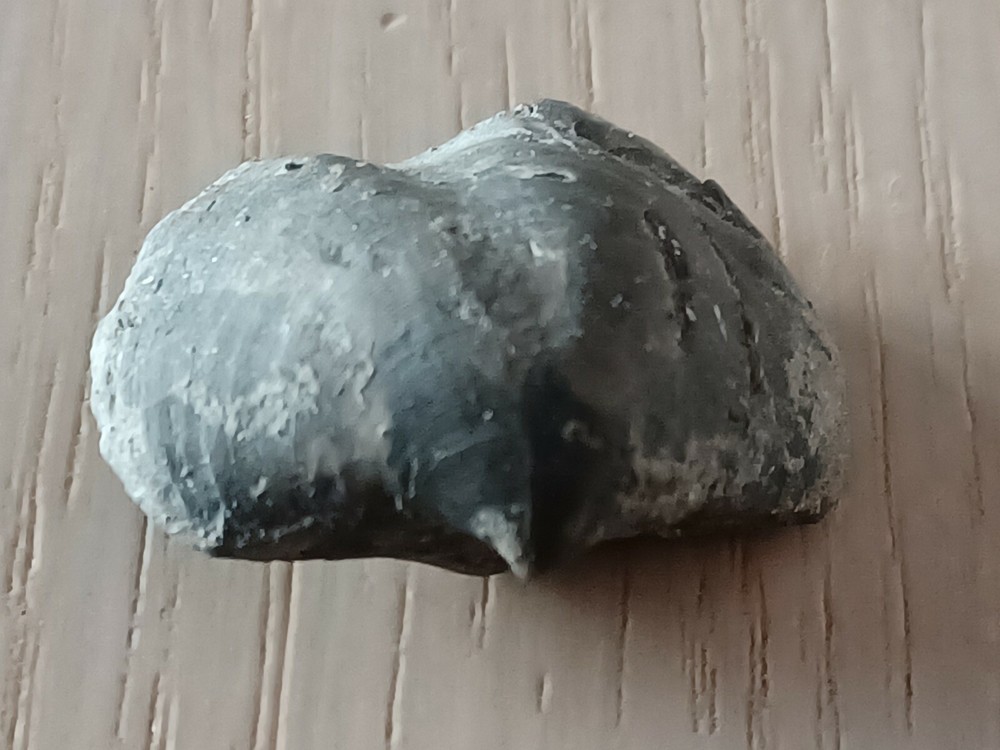 Extremely rare Devonian brachiopod, Eoreticularia Aviceps, Poland, Rocks