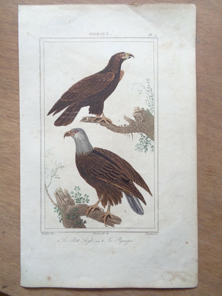 Buffon / Vauthier old engraving Color Plate EAGLE Animals Birds