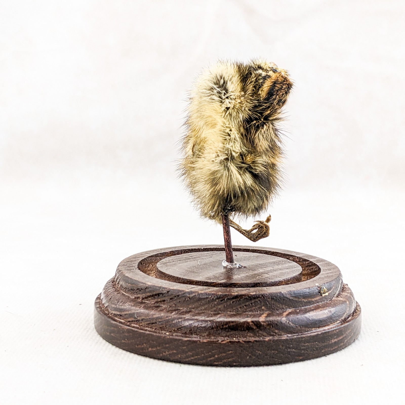 Dancing Quail Chick showcased in Glass Dome Display Taxidermy curiosity decor