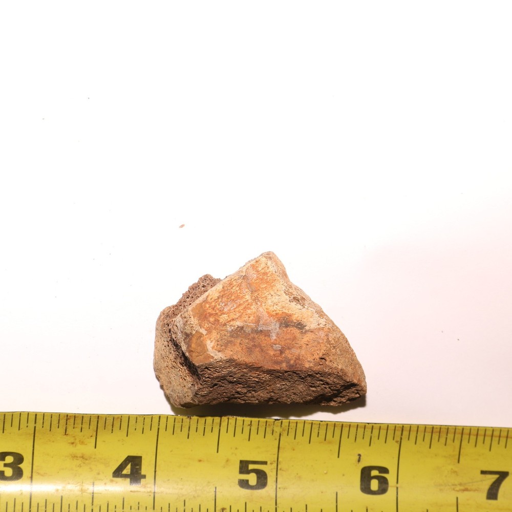 Triceratops Eppocipital Partial - Dinosaur Bone Hell Creek Formation Cretaceous