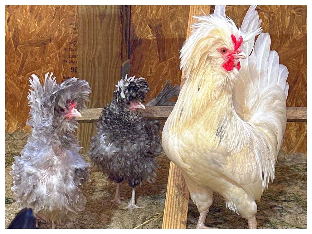 12 Polish Chicken Hatching Eggs (NPIP Certified)