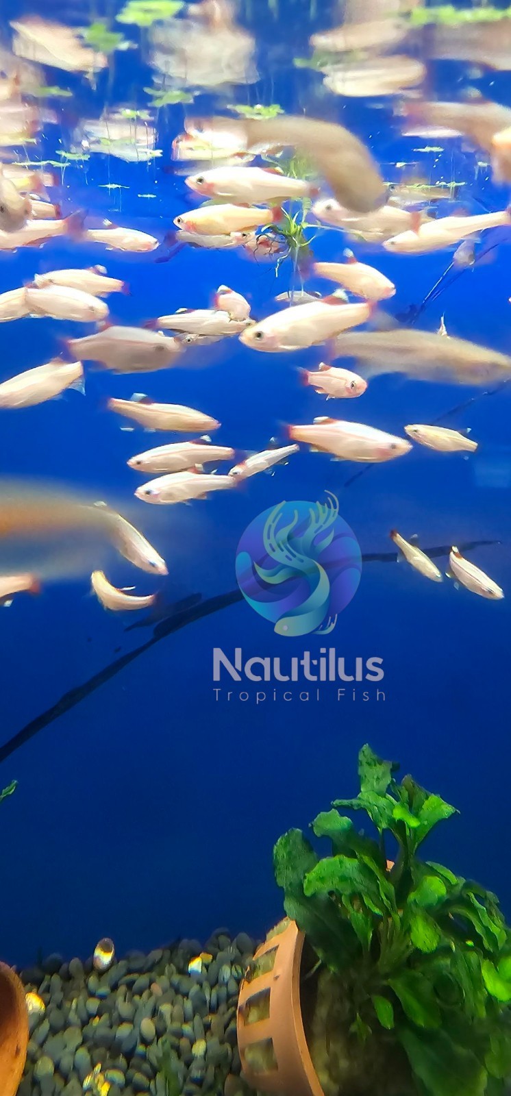 GOLDEN WHITE CLOUD MOUNTAIN MINNOW (Tanichthys albonubes)