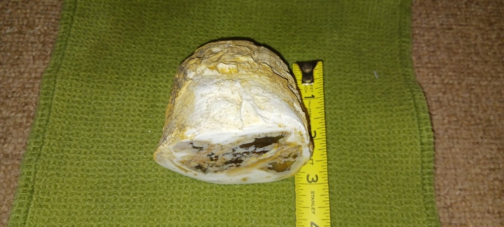 Saddle Mountain Petrified Wood Polished Limb