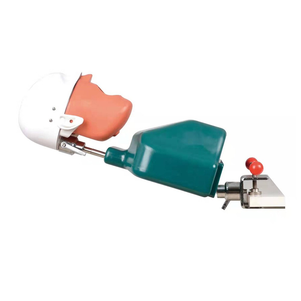 Dental Head Model Simulation Dentistry Manikins Simulator Phantom Training Model