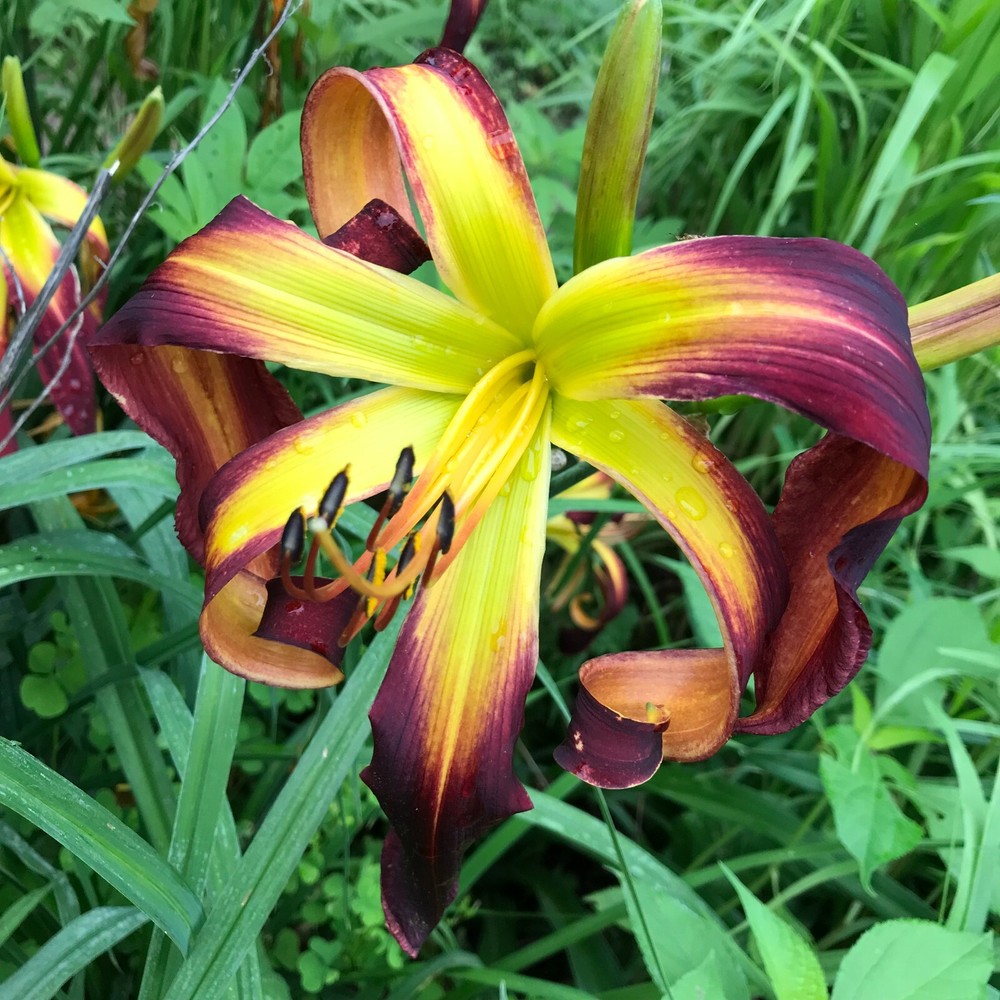 Assorted Daylilies, Mixed Daylilys, perennial's return every year multiplying