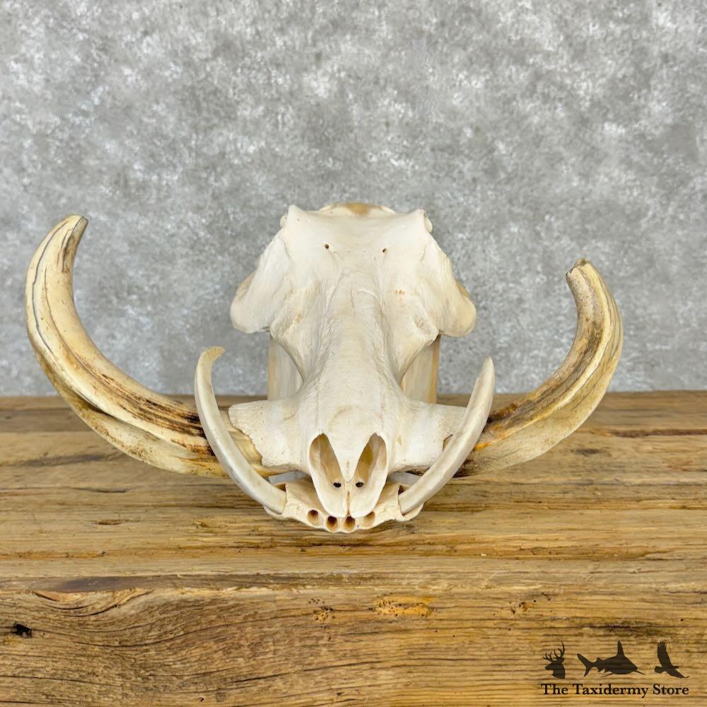 #29012 E | African Warthog Full Skull For Sale