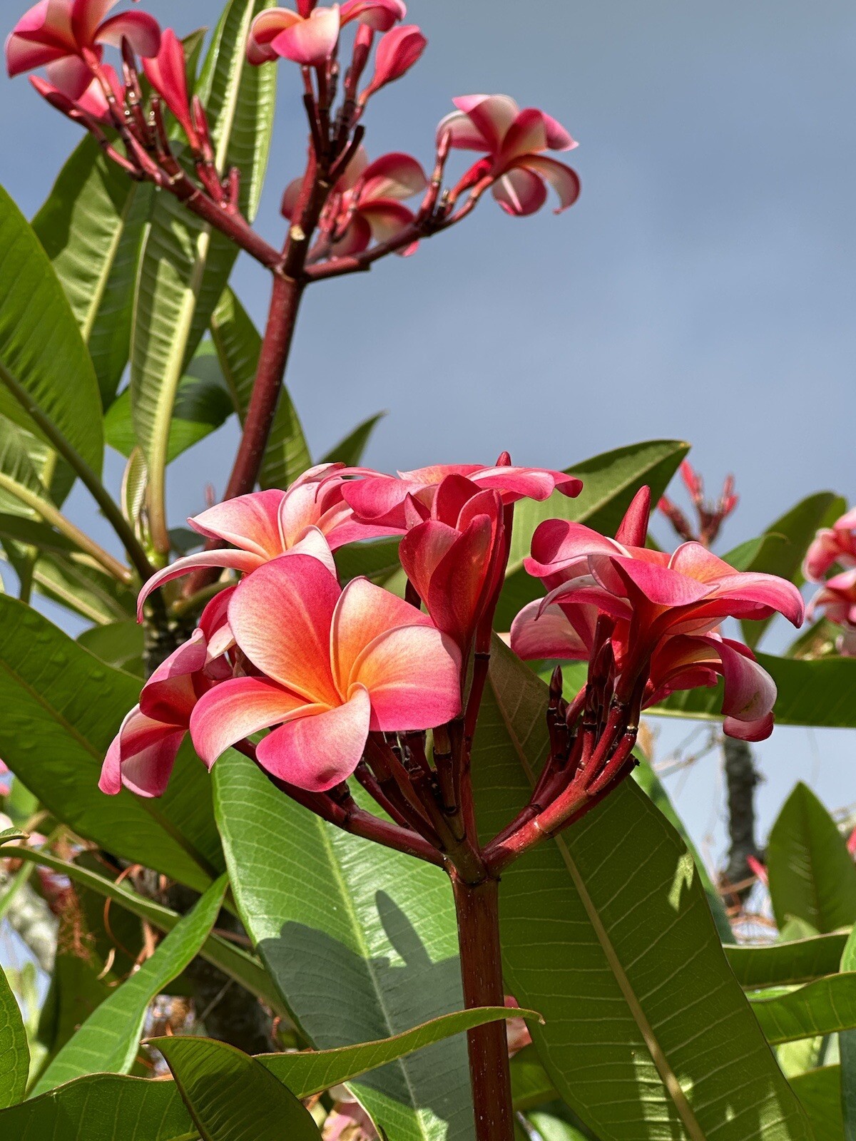 Pink Plumeria Cutting Single Head 10inch Fresh Starter x1