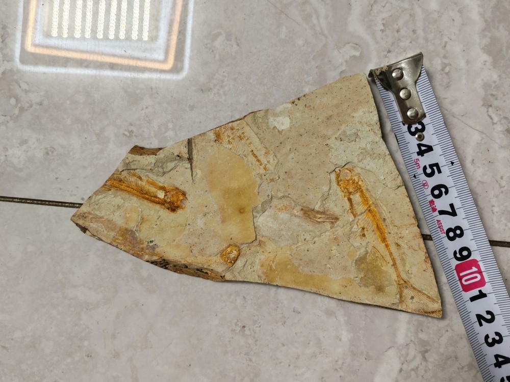 Unique and authentic fish fossil 8603