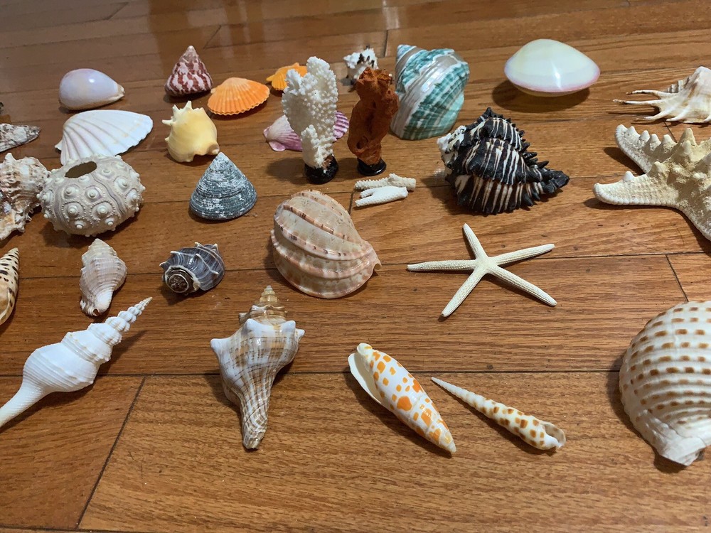 G1N Beautiful Nature Seashells Sea Shells A Lots