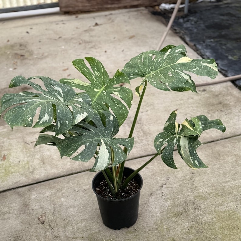 Monstera Thai Constellation House Plants SALE | Variegated Thai Constellation