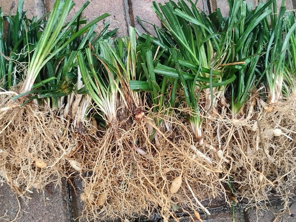 Monkey Grass, Big Blue, Clumping, Lirope 60 Bare Root Plants