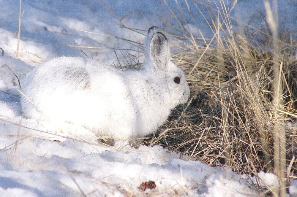 Snowshoe Rabbit Taxidermy Reference Photo Cd