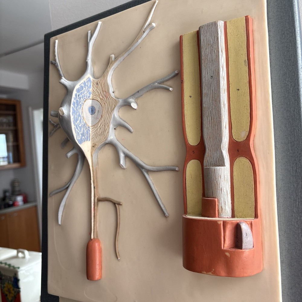 Neuron Model Nerve Cell Vintage German SOMSO