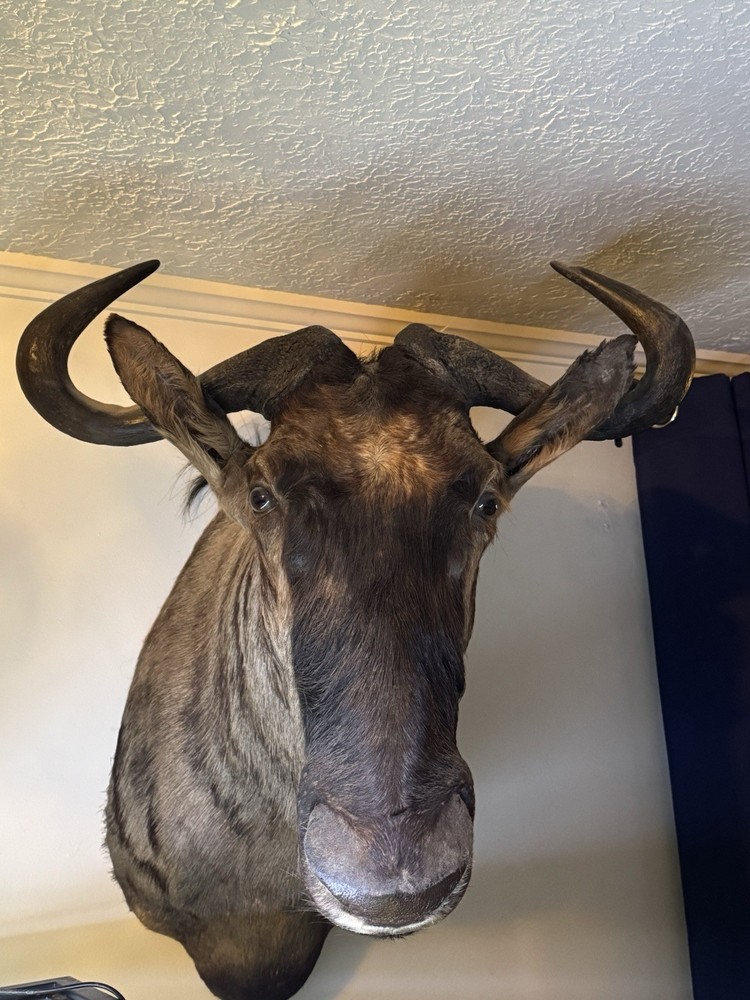 Wildebeest Mount