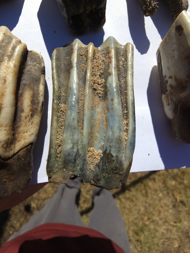 Fossil Bison Teeth Lot