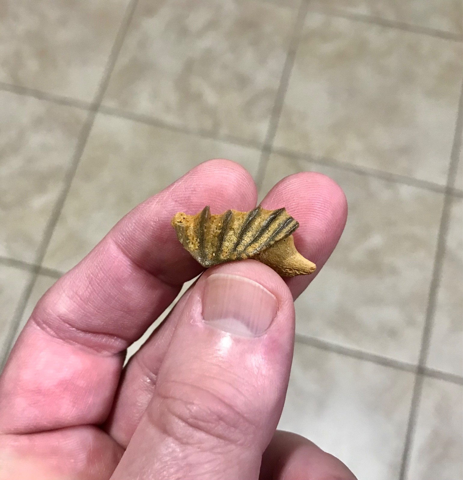 GRAND & AWESOMELY RARE LUNGFISH TOOTH PLATE W PARTIAL JAW ATTACHED FOSSIL