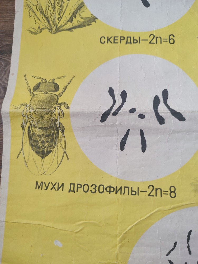 BIOLOGY SCIENCE VINTAGE SCHOOL CHART