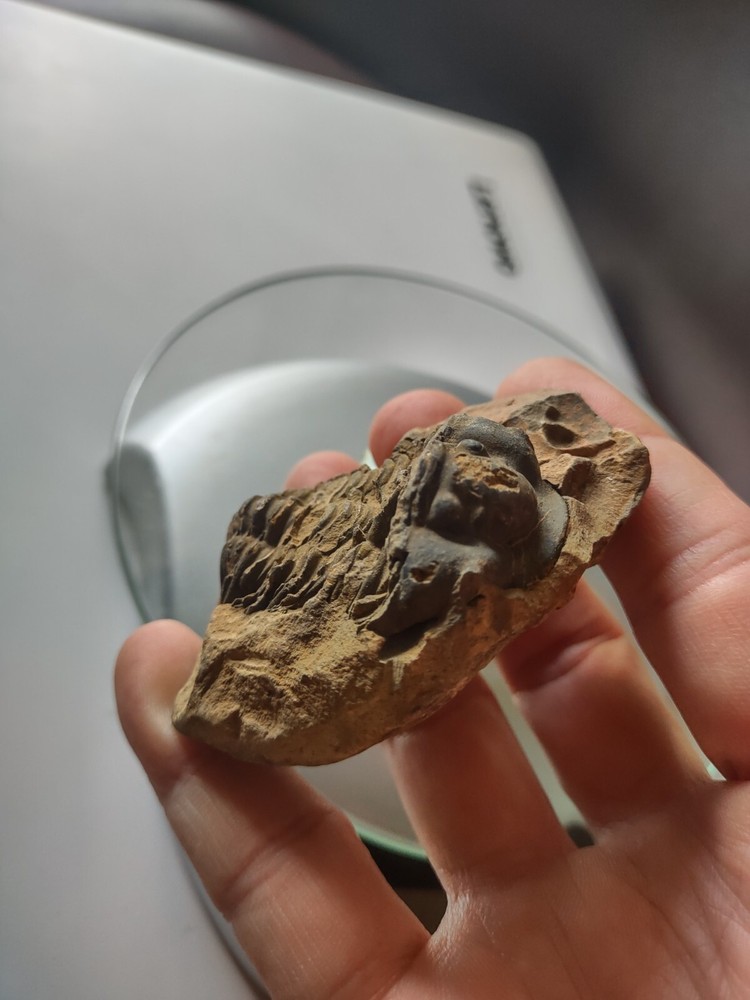 Natural trilobite fossil