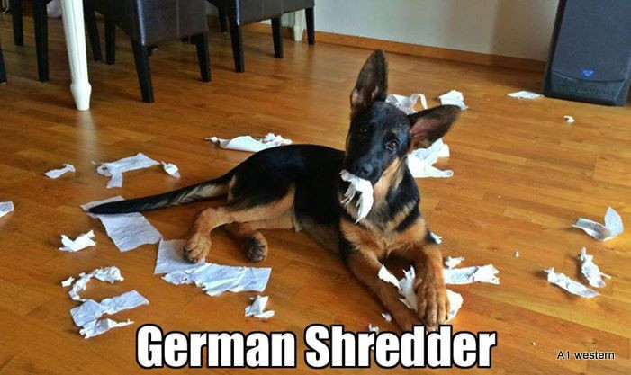 German shepherd  refrigerator magnet 2 1/2x 3 1/2"