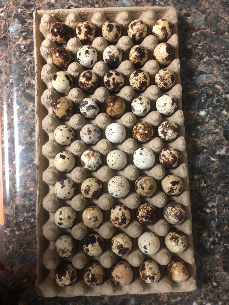 50 Jumbo Coturnix (Japanese) Quails Eggs for Hatching.