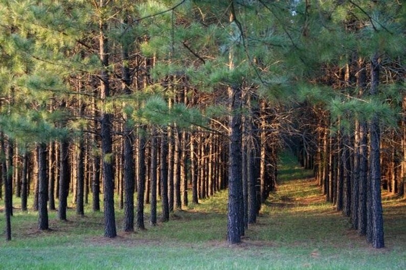 100 Longleaf pine tree plug seedlings