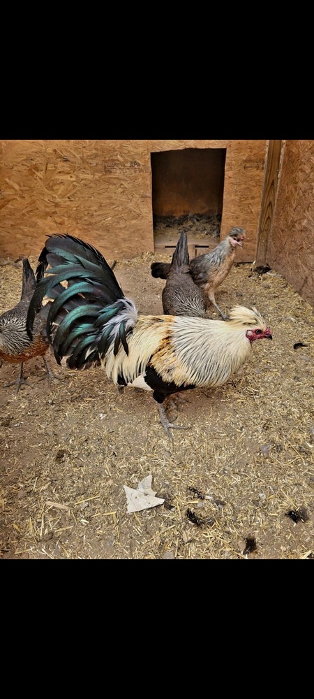 12 Pure Flarry Eye Hatching Eggs NPIP CERTIFIED