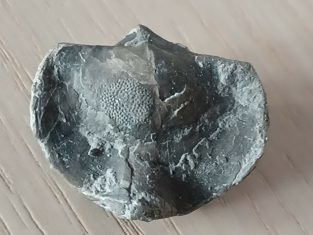 Extremely rare Devonian brachiopod, Eoreticularia Aviceps, Poland, Rocks