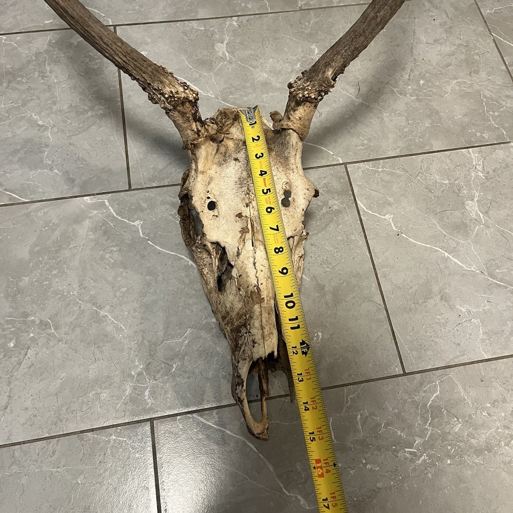 Genuine Weathered Elk Antlers/Mount- Rustic Decor