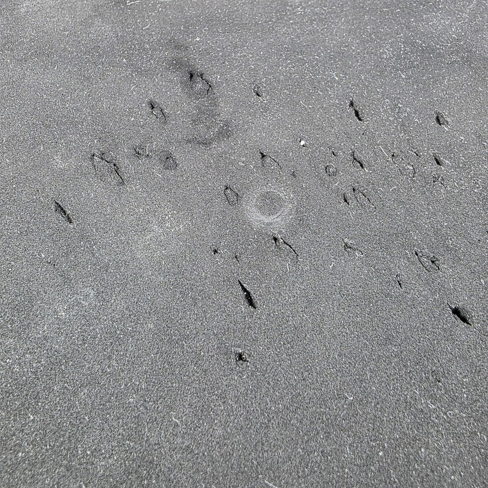 Drumeo QuietPad Used Practice Pad