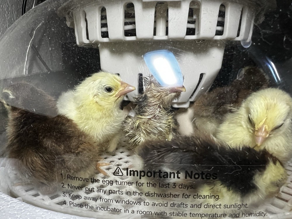 6+ Serama Teacup Chicken Hatching Eggs