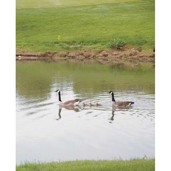 Flambeau 5889Lo Pond Swan Decoy,36 In. L,18 In. W