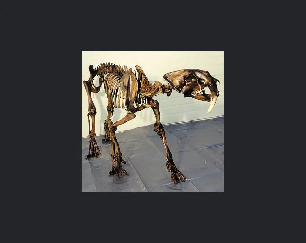 Sabertooth Cat mounted Skeleton Replica