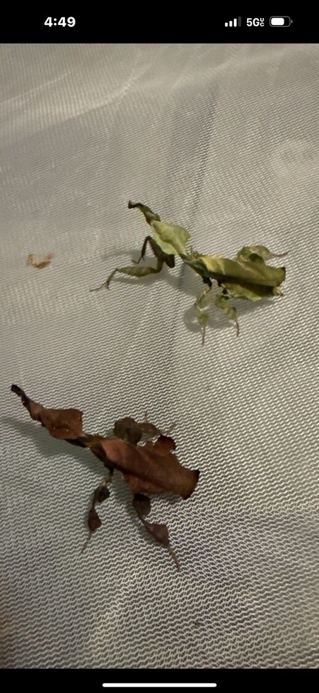 Live Ghost Praying Mantis (Phyllocrania Paradoxa)
