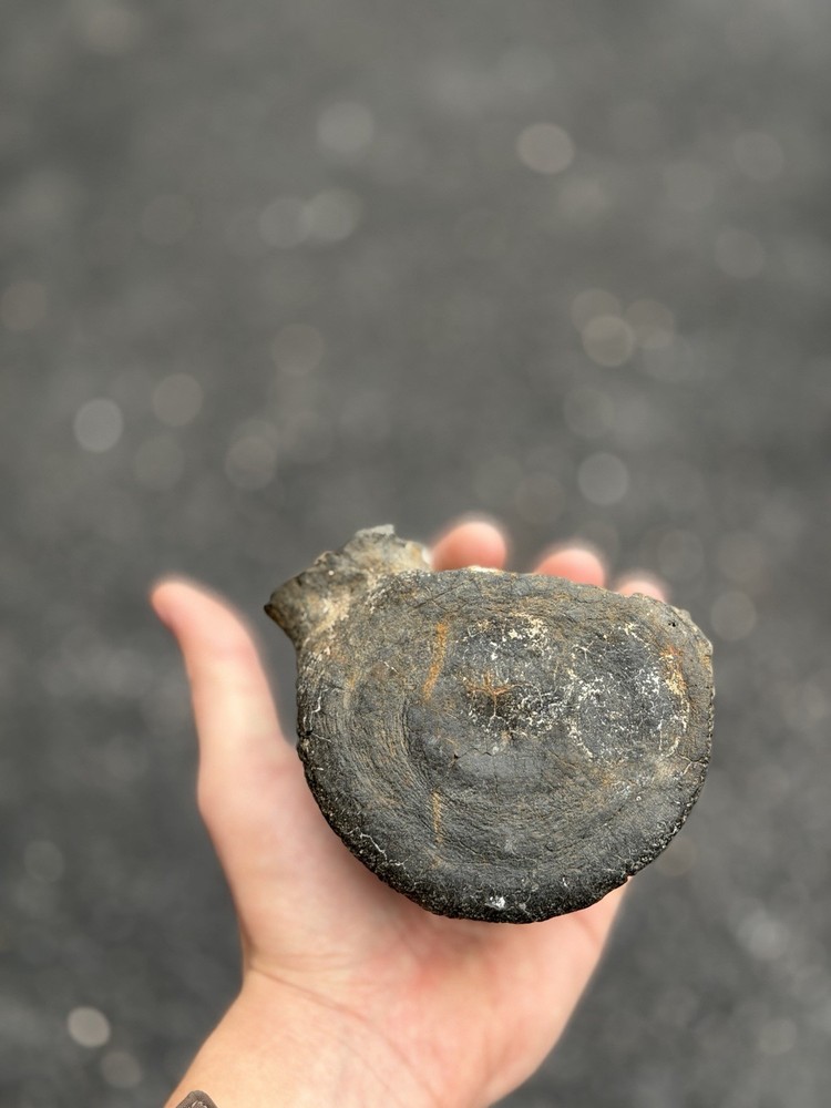 fossilized dinosaur