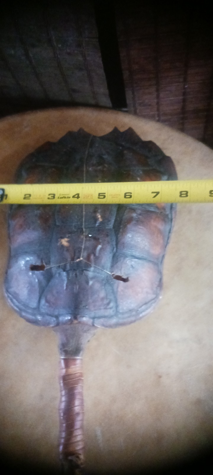 **AWESOME ANTIQUE NATIVE AMERICAN CEREMONY RATTLE OJIBWA SHAMAN NICE! *