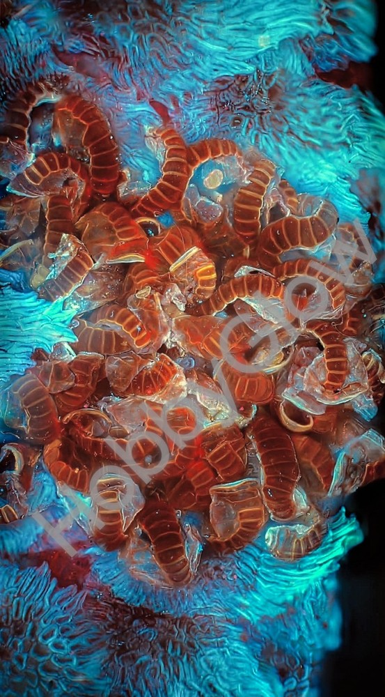 HobbyGlow Fluorescence Trio Microscopy Starter Reagent Set