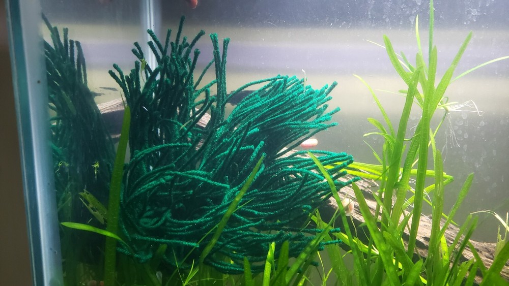 Spawning Mop - Floating or Weightless or Sinking - For Breeding Spawning Fish
