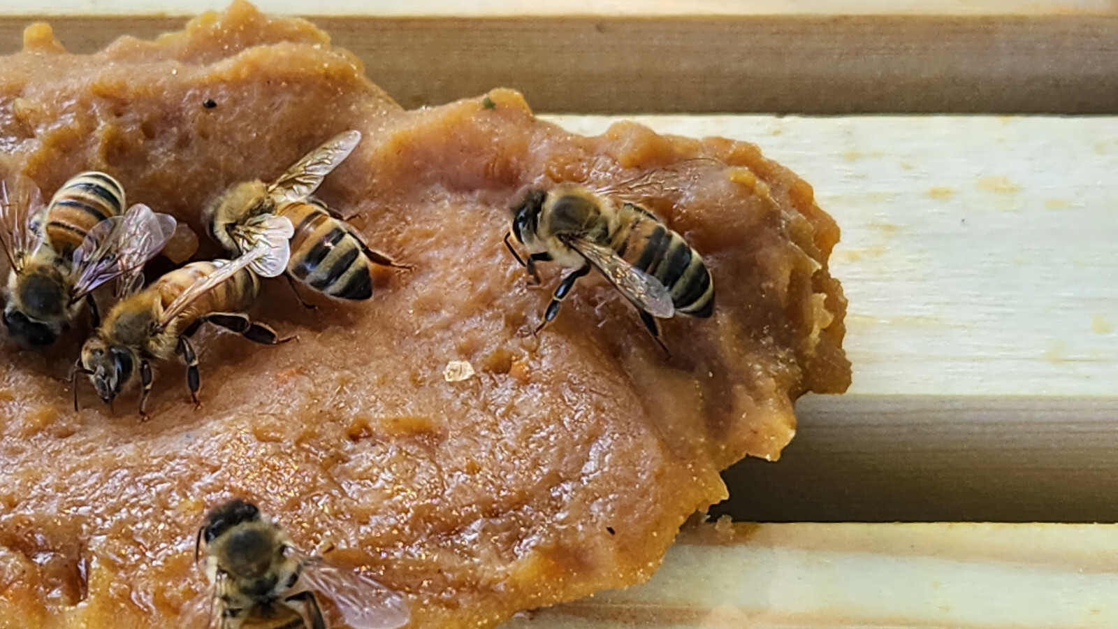 Pollen Pattie Ultra Bee Patties 1 LB Bees 15 % Crude Protein NO INTERNATIONAL