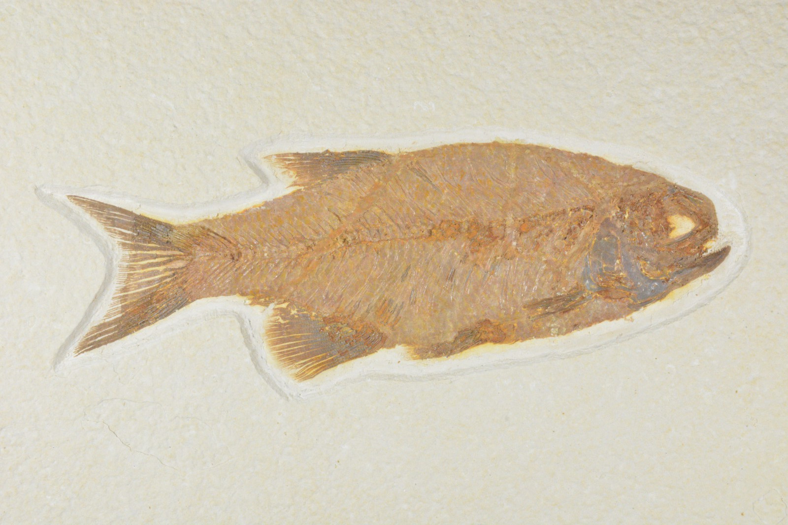 Eohiodon falcatus, Mooneye, Fossil Fish, Green River Formation, Wyoming