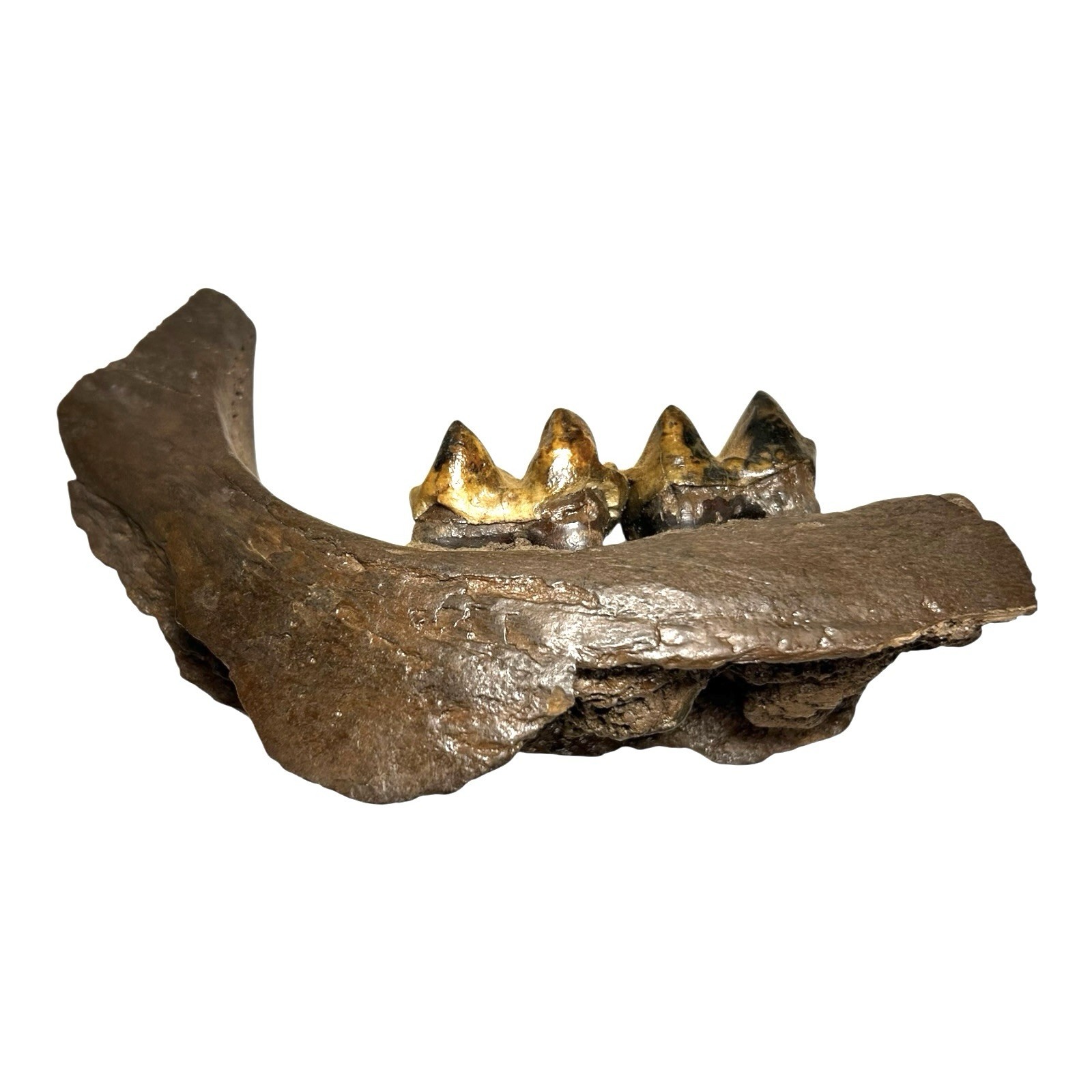 Prehistoric Pleistocene Age Fossilized Tapir Teeth and Mandible Jaw Pieces