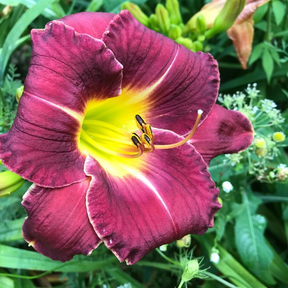 Assorted Daylilies, Mixed Daylilys, perennial's return every year multiplying
