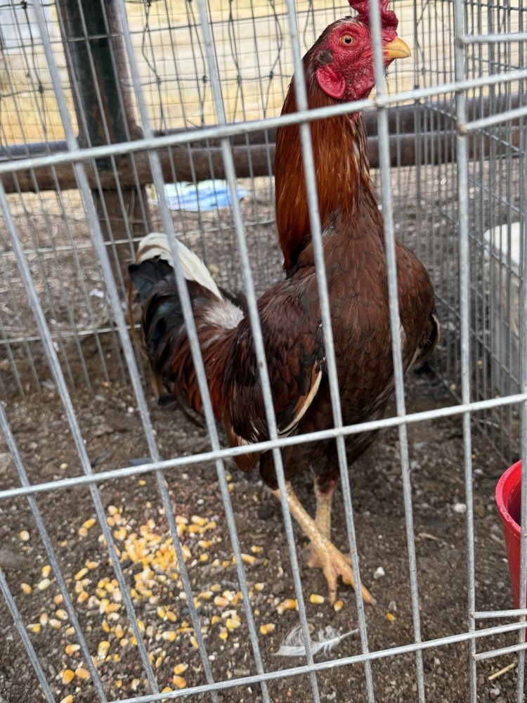 6 Hatching Eggs Show