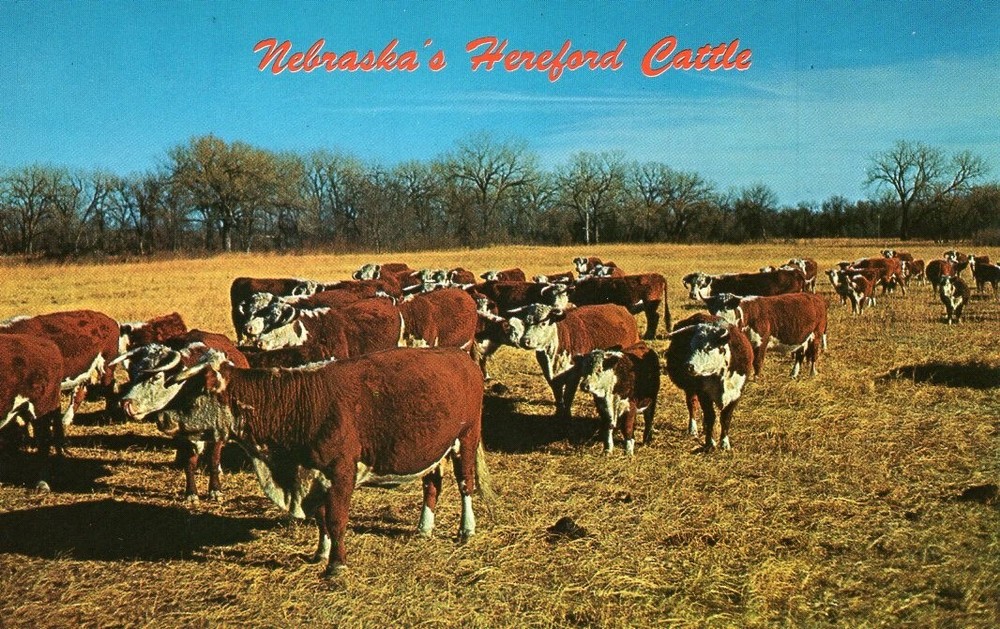 NEBRASKA'S HEREFORD CATTLE - PC2653