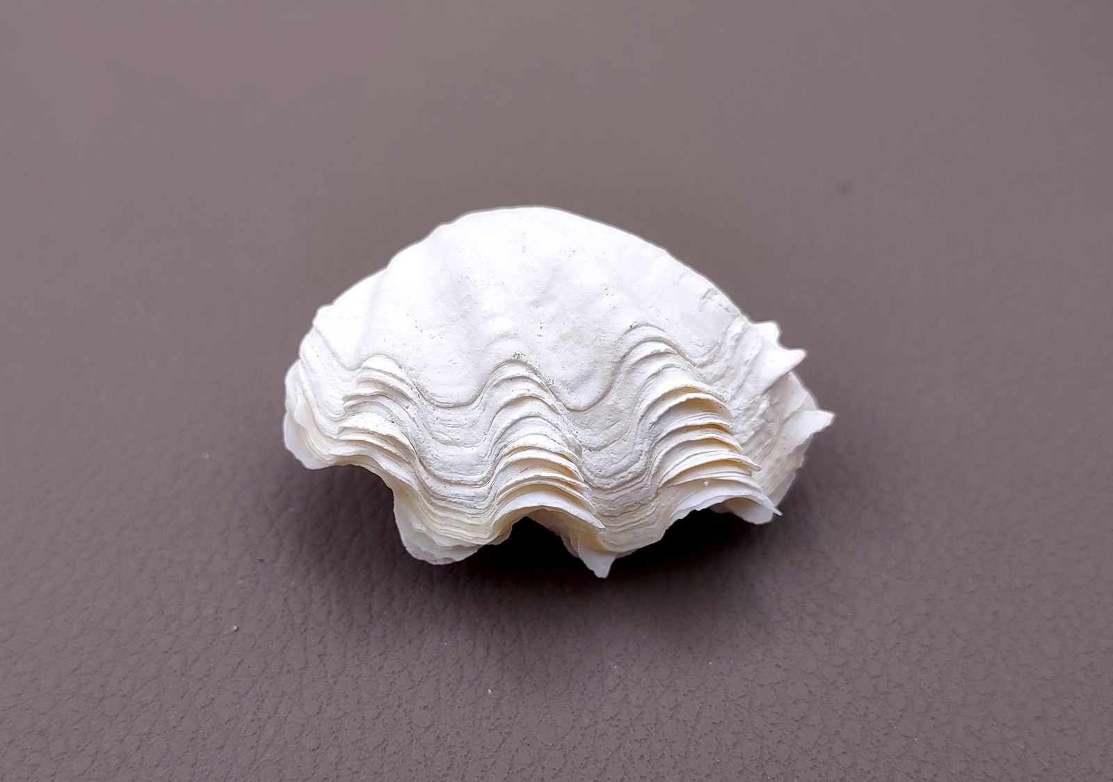 Mini Derasa Clam Seashell White Tridacna Derasa (1 shell approx. 1+ inches)