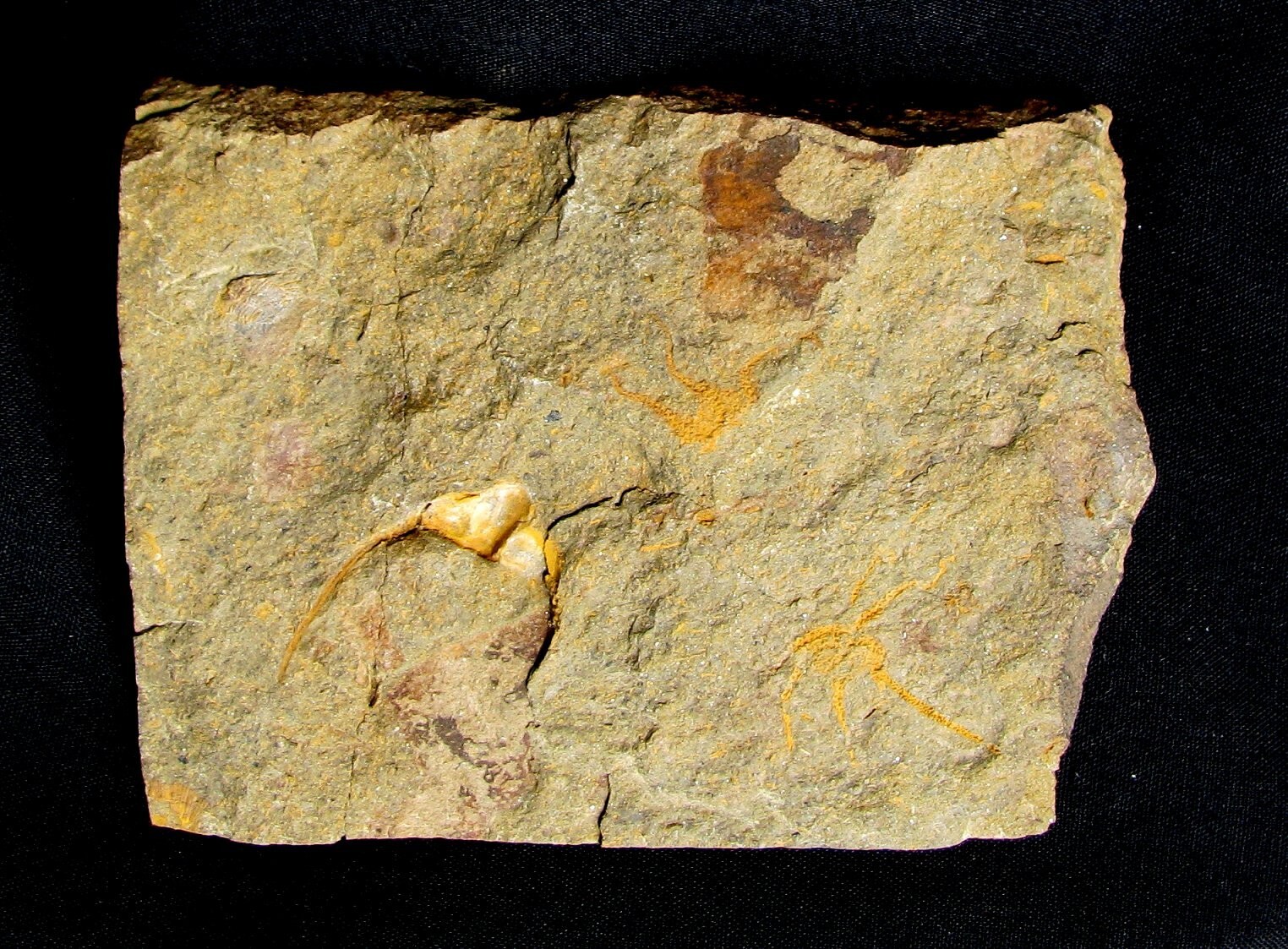 VERY RARE DIACANTHASPIS, CRYPTOLITHUS, AND 2 BRITTLESTARS PLATE - SWATARA GAP!