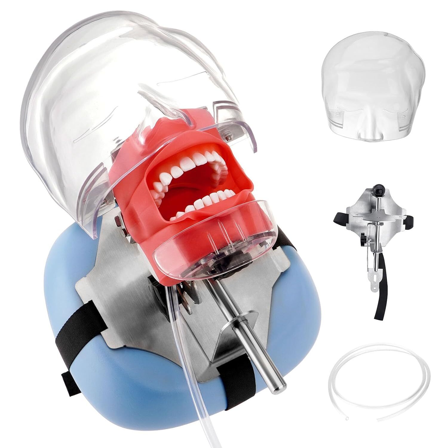 New Dental Simulator Mannequin Head Teeth Model Typodont Model &Teeth Mount Pole