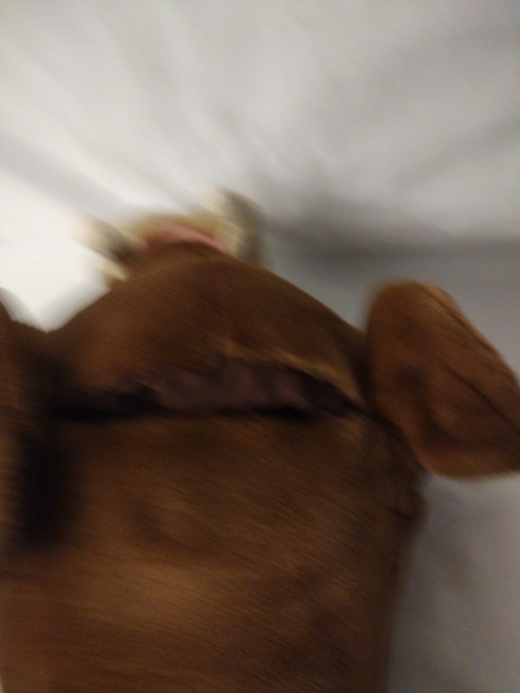 Large Walrus Hand Puppet By Cascade Toy 22"