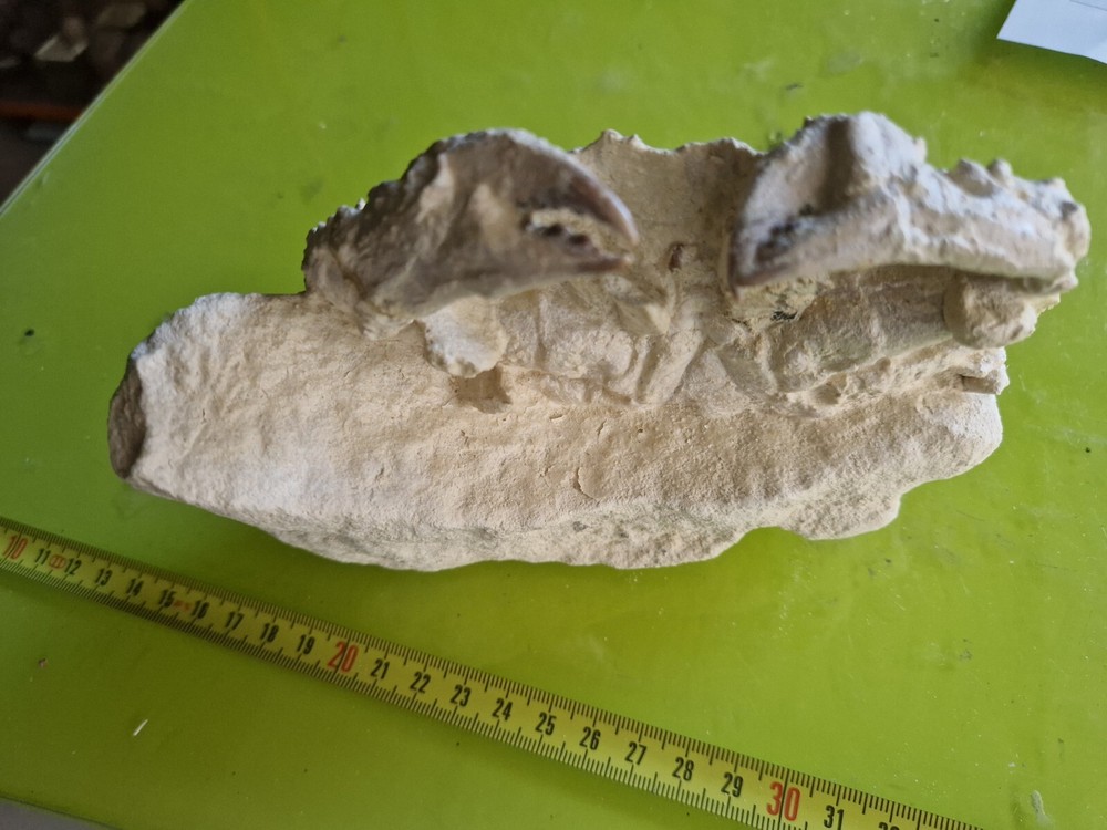 CRAB CANCER FOSSIL