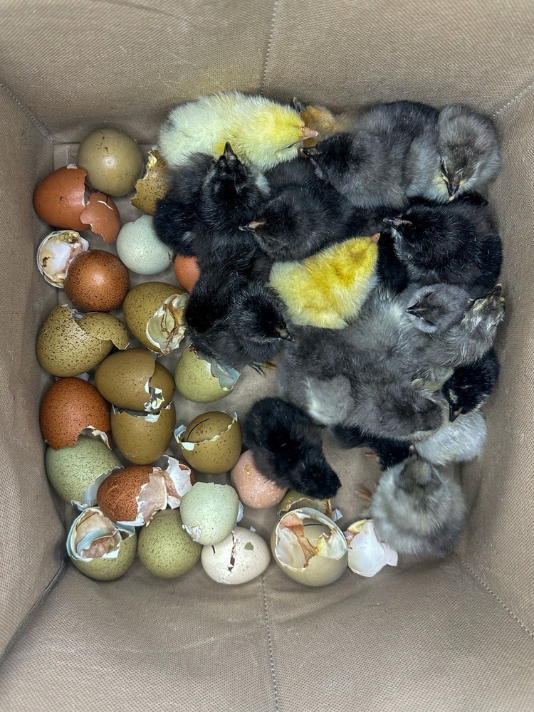 Rustic Galaxy Speckled & Bloomed Barnyard Mix Farm Eggs (12+)